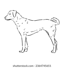 austrian pinscher vector sketch illustration