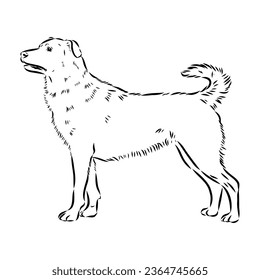 ilustración de boceto vectorial austrian pinscher