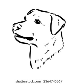 austrian pinscher vector sketch illustration
