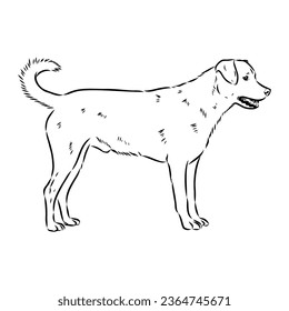 austrian pinscher vector sketch illustration