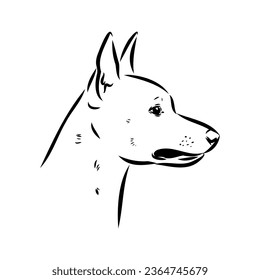 austrian pinscher vector sketch illustration