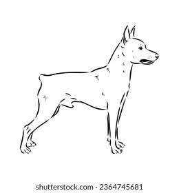 austrian pinscher vector sketch illustration