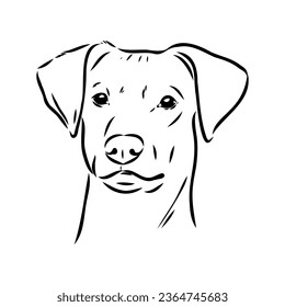 austrian pinscher vector sketch illustration