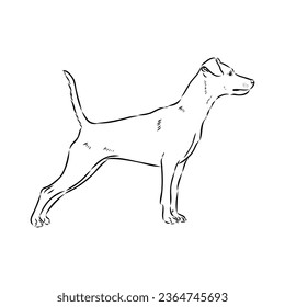 austrian pinscher vector sketch illustration