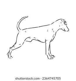 austrian pinscher vector sketch illustration