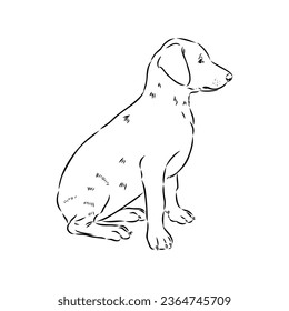 austrian pinscher vector sketch illustration