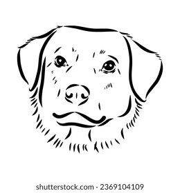 austrian pinscher vector sketch illustration