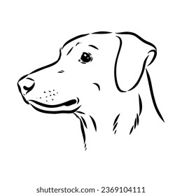 austrian pinscher vector sketch illustration