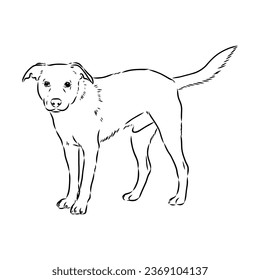 austrian pinscher vector sketch illustration
