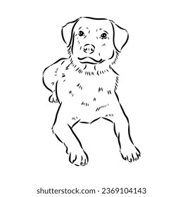 austrian pinscher vector sketch illustration