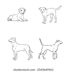 austrian pinscher vector sketch illustration