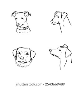 austrian pinscher vector sketch illustration