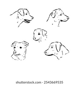 austrian pinscher vector sketch illustration