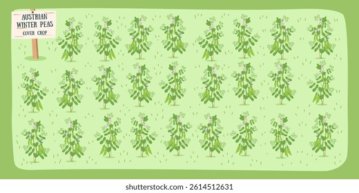 Austrian winter pea background, cover crop. Gardening, farming, nature, soil care concept. Vector hand drawn banner.