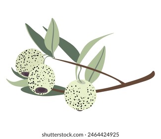 Austromyrtus dulcis, juicy berries from the fruit of a plant growing in Australia vector illustrtion