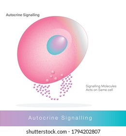 Types Hormonal Cell Signaling Endocrine Autocrine Stock Vector (Royalty ...