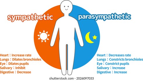 Autonomic nerve human body diagram illustration