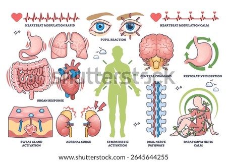 Autonomic nervous system functions are illustrated with organs, nerves, and body outline, showing sympathetic and parasympathetic roles. Outline style worksheet collection