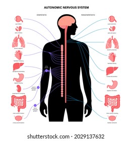 Autonomic nervous system infographic poster. Spinal cord and internal organs in male body. Sympathetic and parasympathetic nervous systems. Diagram of brain and nerves connection vector illustration.