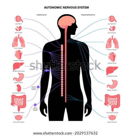 Autonomic nervous system infographic poster. Spinal cord and internal organs in male body. Sympathetic and parasympathetic nervous systems. Diagram of brain and nerves connection vector illustration.