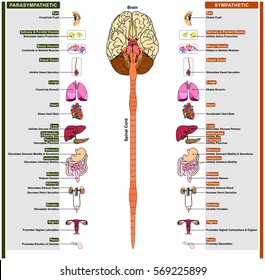 The Autonomic Nervous System subdivided into Sympathetic and Parasympathetic effects of each one on different human body organs including eye heart lung stomach intestine liver kidney bladder vector