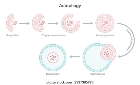 Autophagy degradation of the cell science vector illustration diagram 