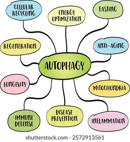 Autophagy, a natural cellular process where the body removes damaged or dysfunctional components within cells, including organelles and proteins, through a regulated mechanism. Infographics sketch.