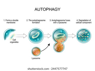 Autophagy process. From forms a double membrane and autophagosome formation to Autophagosome fuses with a lysosome and Degradation of cellular component. Cell recycling. Cancer therapy