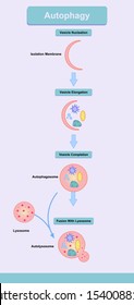 Autophagy Process Illustration Describing Step By Step