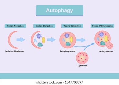 Autophagy Process Illustration Describing Step By Step