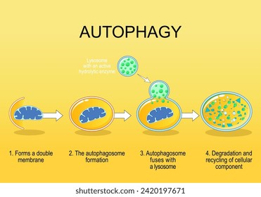 Autophagy steps. Cellular recycling. Schematic diagram. Natural mechanism in the cell that removes unnecessary components. Vector illustration