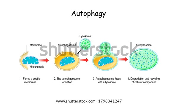 Autophagy Steps Schematic Diagram Natural Mechanism Stock Vector 