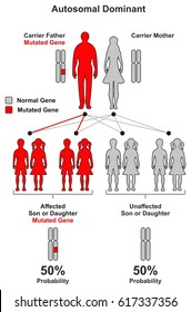 Autosomal Dominant Hereditary Trait infographic diagram including parents father and mother probability of son and daughter to be affected or unaffected by mutated gene for genetic science education