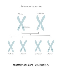 The autosomal recessive diagram or inheritance pattern that inheriting or carrying of the abnormal gene from parent to child