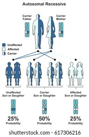 Diagrama de la infografía de la característica hereditaria recesiva autosomal que incluye la probabilidad de que los padres, el padre y la madre no se vean afectados o el portador de educación en ciencias genéticas