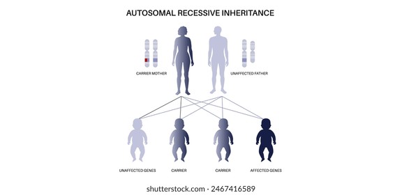 Autosomal-rezessives Vererbungsmuster. Kind erbt eine Kopie eines mutierten Gens von jedem Elternteil. Genetische Erkrankung oder Störung. Betroffene, Träger oder gesunde X- und Y-Chromosomen-Vektorillustration.