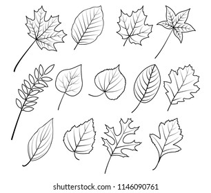 autum leave hand drawing 