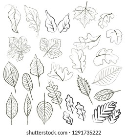 autum leave hand drawing.Vector.