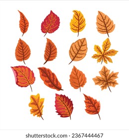 Autum Leaves Fall Vector Set
