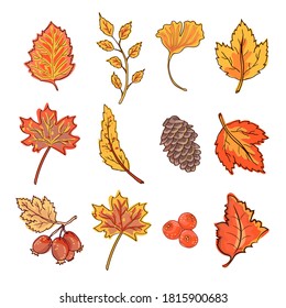 Autum seasonal dry leaves set. Fall leaves clipart.