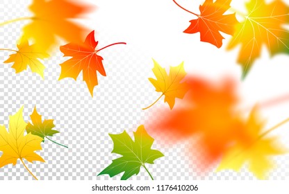 Autumn abstract background. Fall maple leaves on transparent background. Flying foliage. Vector illustration