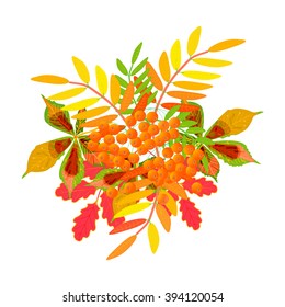 Autumn abstract floral background from colorful leafs and rowan berries on white background. Vector illustration