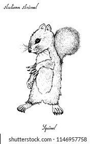 Autumn Animal, Illustration Hand Drawn of Squirrel Isolated on White Background. Symbolic Animal to Show The Signs of Autumn Season. 
