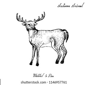 Autumn Animal, Illustration Hand Drawn of Whitetail or Virginia Deer Isolated on White Background. Symbolic Animal to Show The Signs of Autumn Season. 
