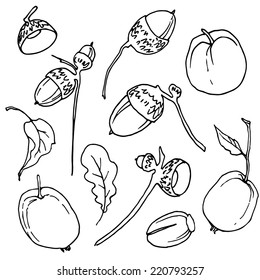 Autumn apples and acorns. Small apples, acorns and leaves, hand-drawn design elements.