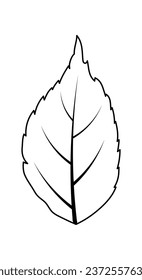 Autumn ash-tree leaf. Autumn ash-tree leaf in doodle sketch style. Vector illustration.