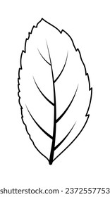 Autumn ash-tree leaf. Autumn ash-tree leaf in doodle sketch style. Vector illustration.