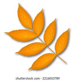 Autumn ash-tree leaf. Fall leaf with shadow. Vector illustration.