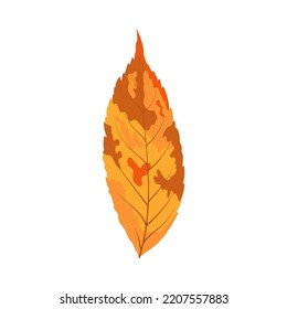 Autumn ash-tree leaf. Leaf fall. Vector illustration.