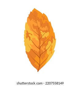 Autumn ash-tree leaf. Leaf fall. Vector illustration.